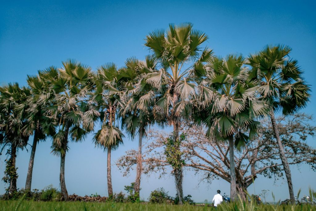 Palm trees under a clear blue sky with a person.