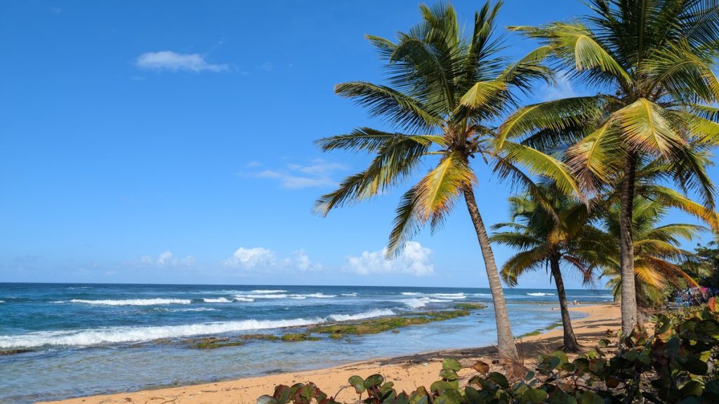 Serene tropical beach with lush palm trees and gentle ocean waves under a bright blue sky.