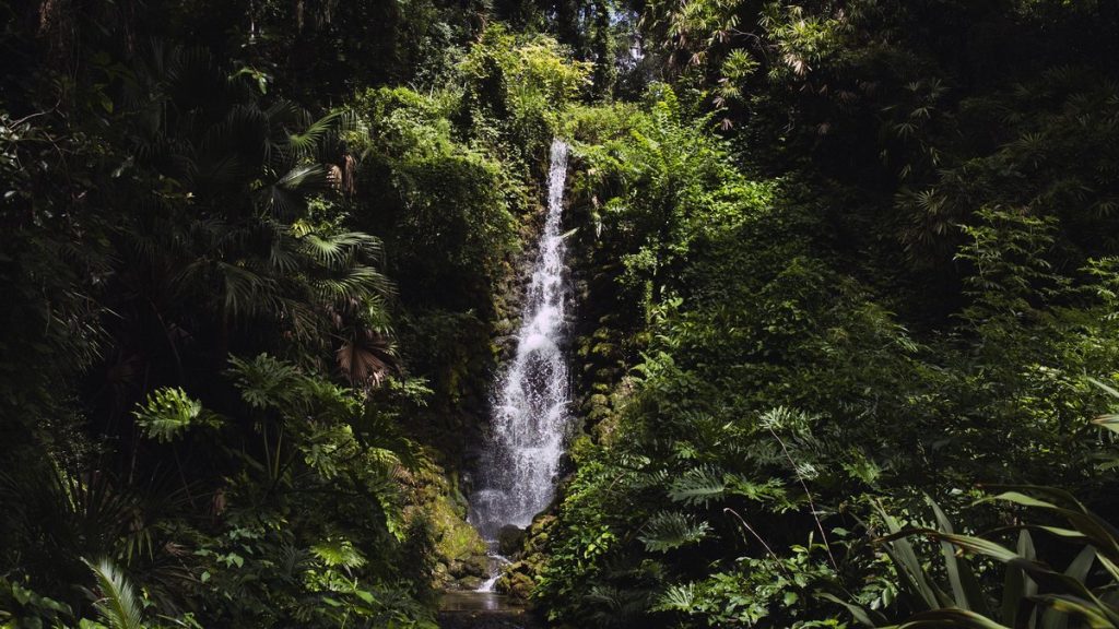 Discover the beauty of a hidden waterfall cascading in a lush tropical forest, surrounded by greenery.