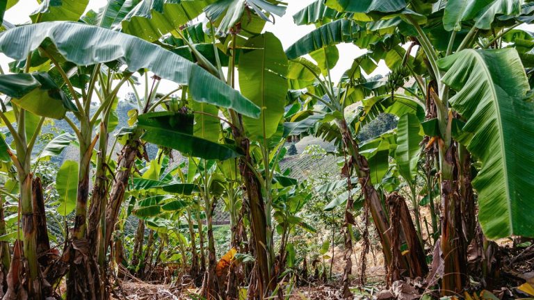 Banana trees with large green leaves in a plantation.