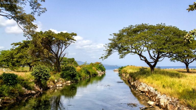 green-leafed tree near river during daytime